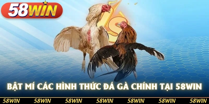 Bật mí các hình thức đá gà chính tại sảnh 58WIN